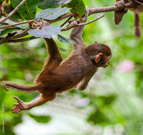 Little monkey on a tree in the park © schankz
