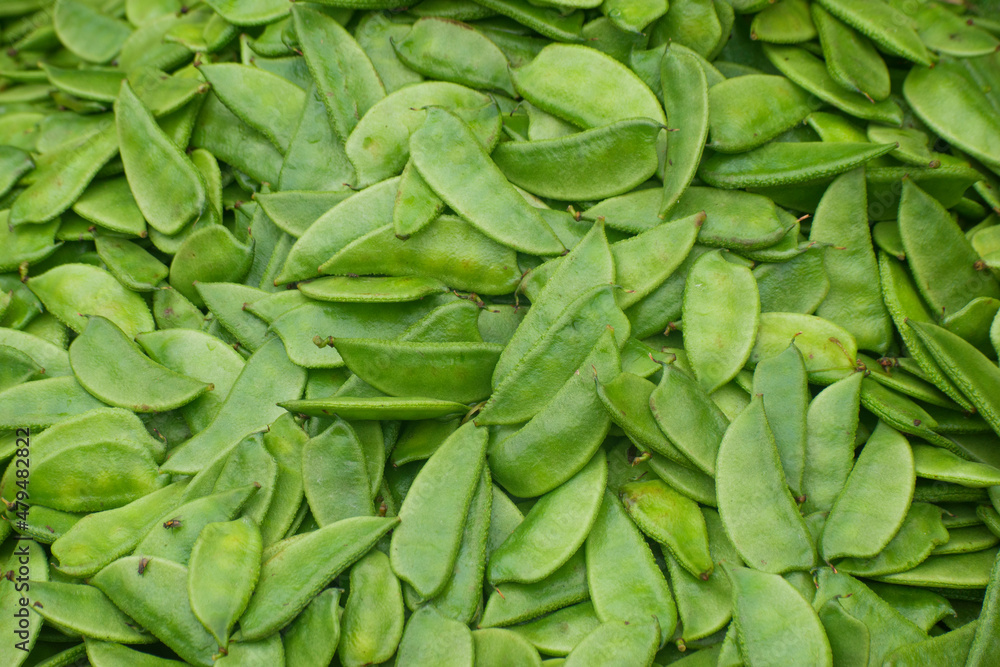 Snow pea. Pisum sativum var. saccharatum. It is an edible-pod pea with flat pods and thin pod walls. Snow pea. Pisum sativum var. saccharatum. It is an edible-pod pea with flat pods and thin pod walls.