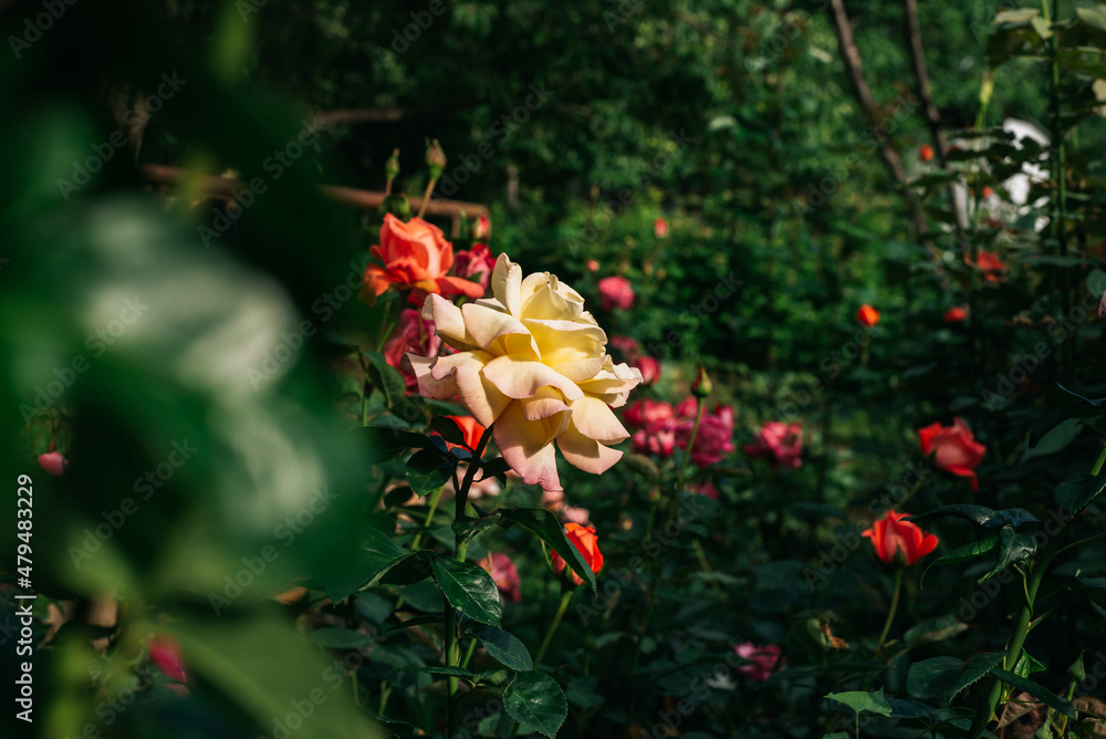 Obraz premium One yellow pink rose in the garden.