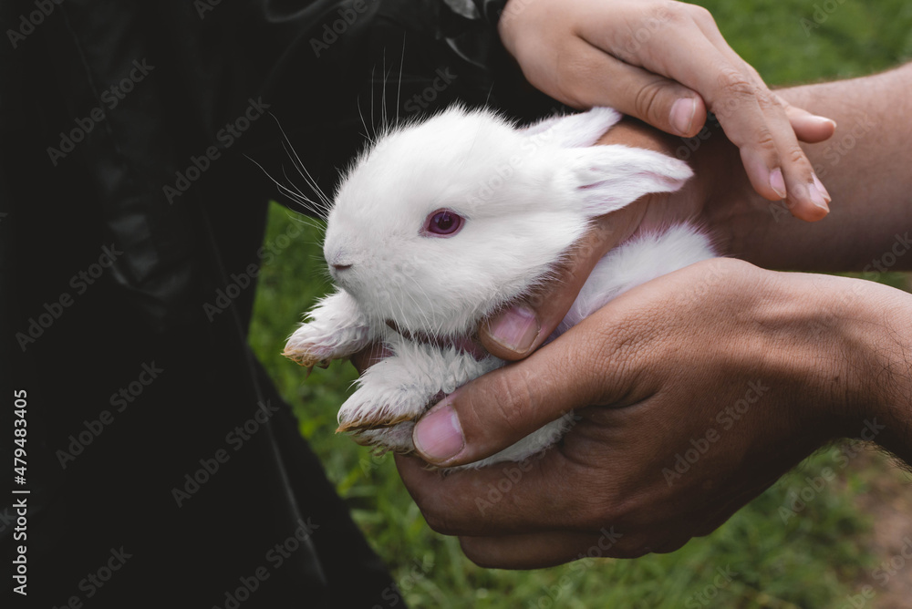 White rabbit in the hands of a child. White rabbit in the hands of a child.