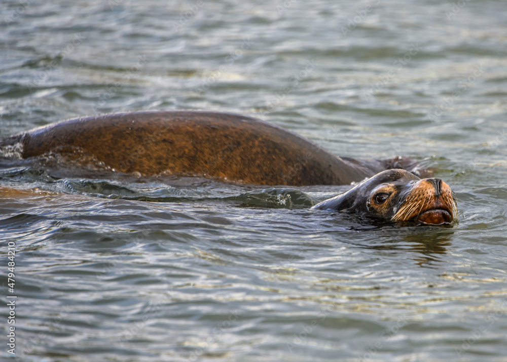Fototapeta premium Impressive sea lion swimming in the ocean