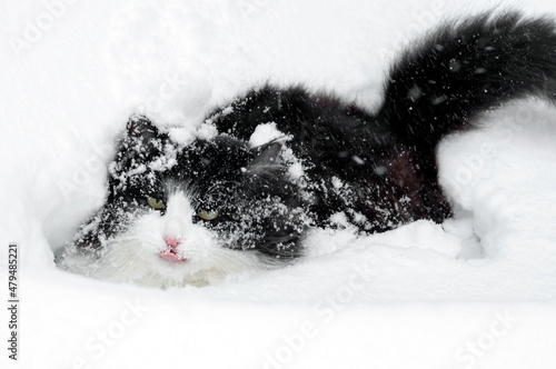 A black and white cat is sitting immersed in a snowdrift, looking at the camera, tongue sticking out, close-up.