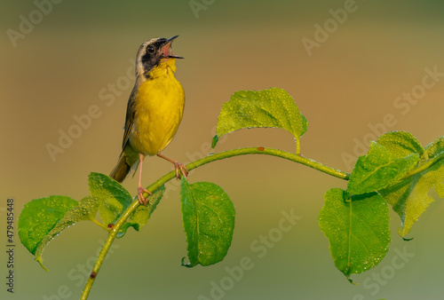 A male common yellowthroat sings on a vine photo