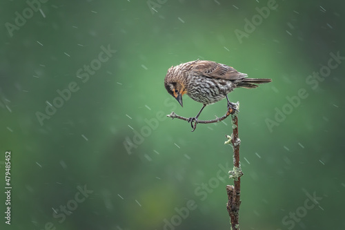 Canvas Print A female red-winged black bird hides from the rain