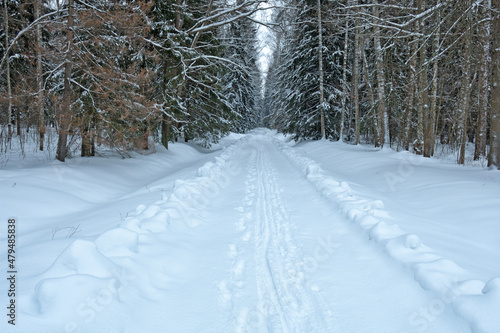 Winter weather in the forest.