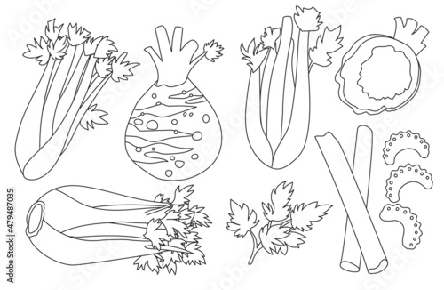 Celery isolated outline set icon. Vector outline set icon vegetable. Vector illustration celery on white background.