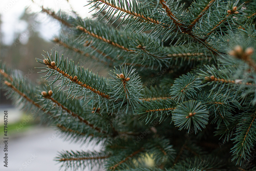 branches of a green tree
branches of a green tree
