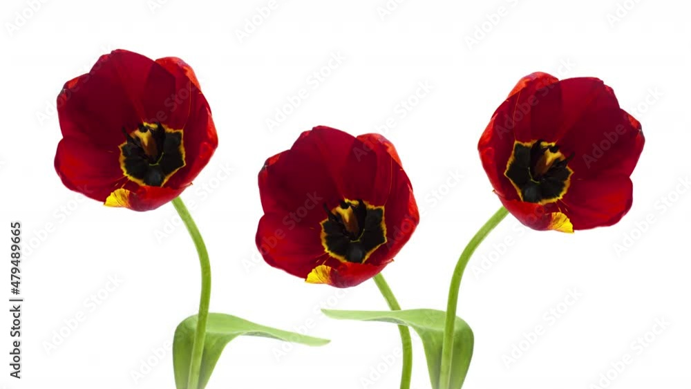 Beautiful red tulip flowers background. Timelapse of red tulip flowers opening. Springtime. Mother's day, Holiday, Love, birthday, Easter background Beautiful red tulip flowers background. Timelapse of red tulip flowers opening. Springtime. Mother's day, Holiday, Love, birthday, Easter background