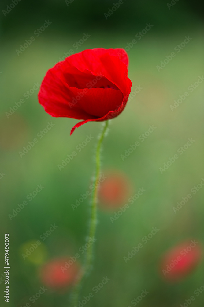 Naklejka premium Flowers Red poppies blossom on wild field. Beautiful field red poppies with selective focus. soft light. Natural drugs. Glade of red poppies. Lonely poppy. Soft focus blur