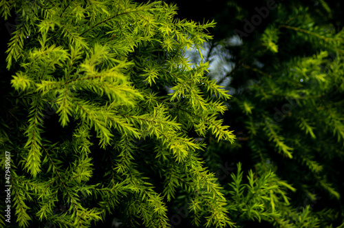 Beautiful pine leaves plant with dark background suitable for nature and landscape wallpaper