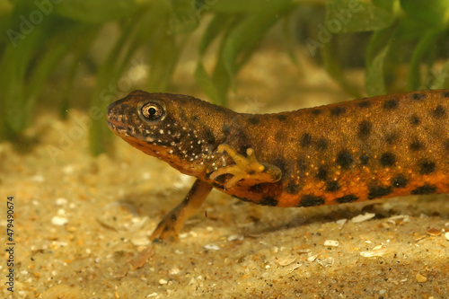Closeup on an orange female of the Danube crested newt, Triturus dobrogicus, underwater