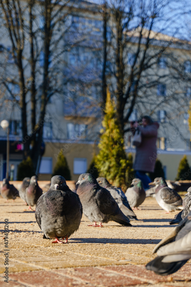 Obraz premium pigeons on the street