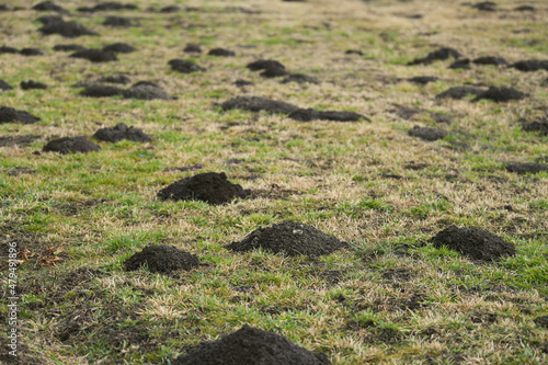 Fresh mole mounds called molehills on the lawn in the backyard of a house. © Dragoș Asaftei