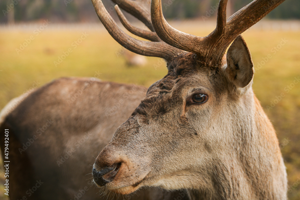 Wildlife photography. Close up detail view of the head, eyes, fur, horns of a deer stag animal in the forest. Wildlife photography. Close up detail view of the head, eyes, fur, horns of a deer stag animal in the forest.