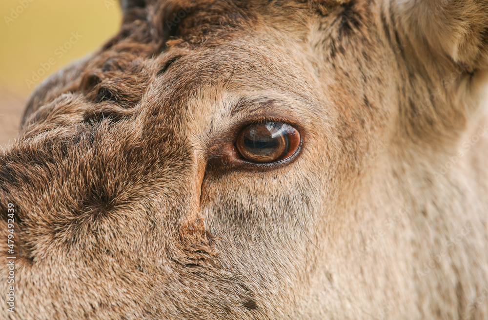 Wildlife photography. Close up detail view of the head, eyes, fur, horns of a deer stag animal in the forest.