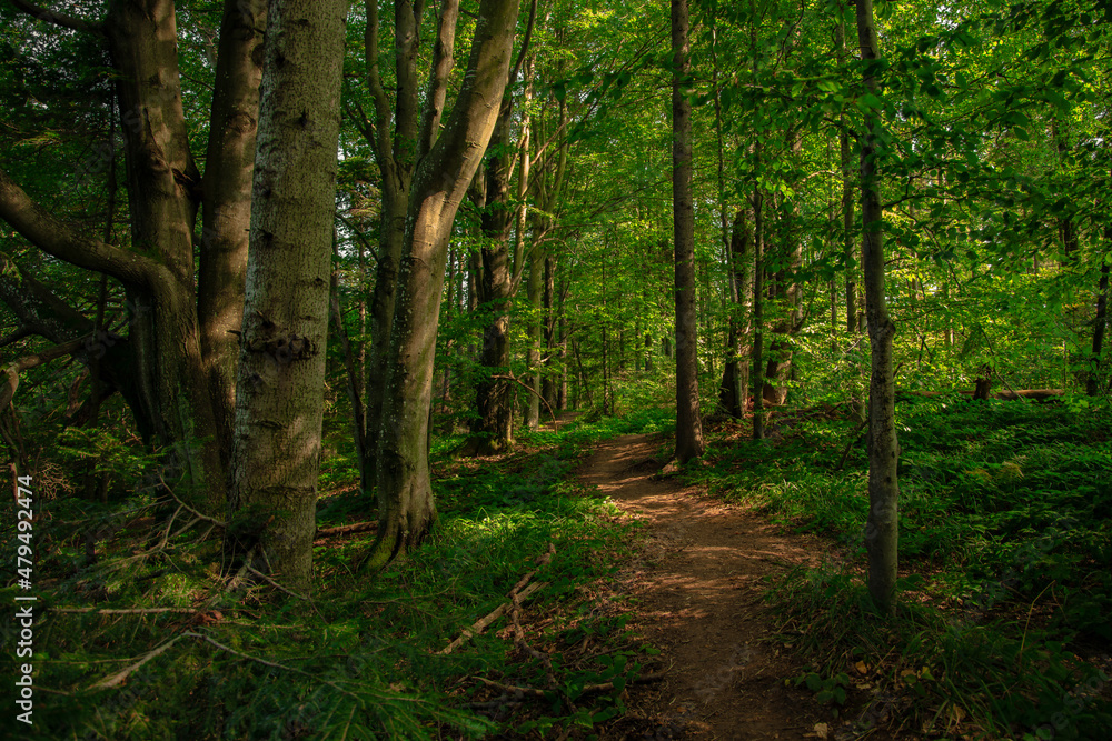 Naklejka premium woodland summer nature environment space landscape with dirt trail foot path for tranquil and peaceful walking promenade