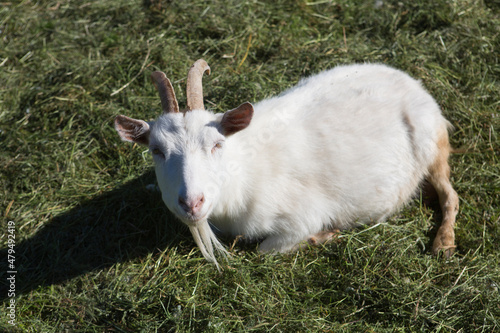 a goat with white fur and horns lying and resting on field grass of a farm