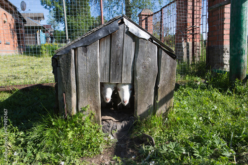 two goats with white fur and horns looking out from a wooden kennel on a farm with green grass