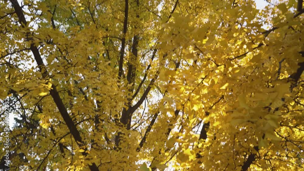 Yellow ginkgo biloba tree in fall, close up, tilt up Yellow ginkgo biloba tree in fall, close up, tilt up
