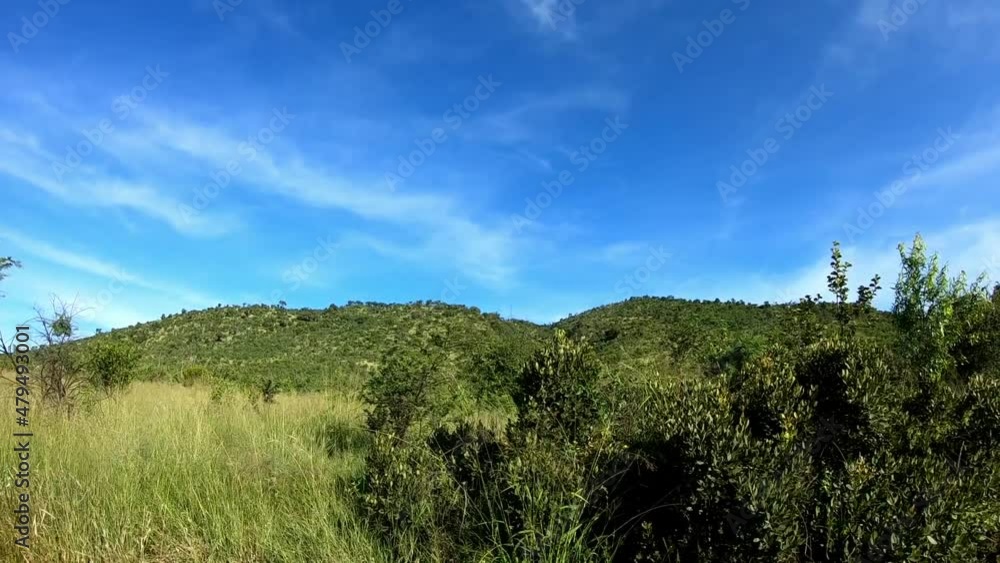 Driving past Green Bushveld with blue skies in Africa Driving past Green Bushveld with blue skies in Africa