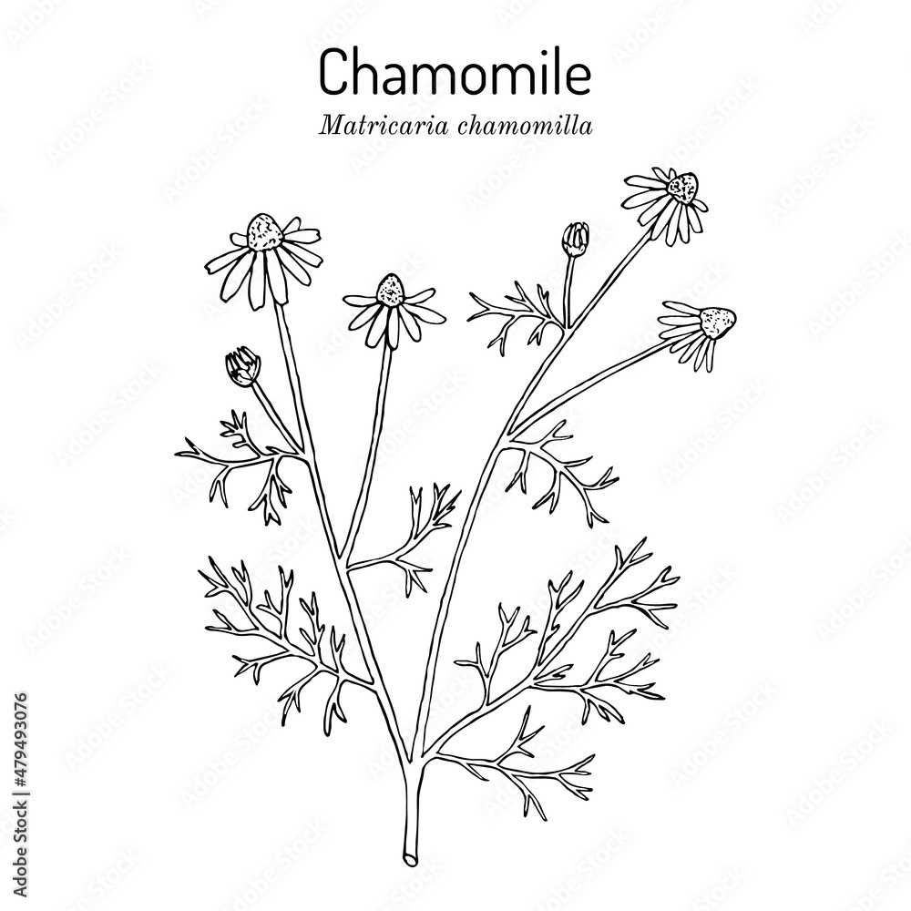 Chamomile or camomile Matricaria chamomilla , medicinal plant - obrazy, fototapety, plakaty 