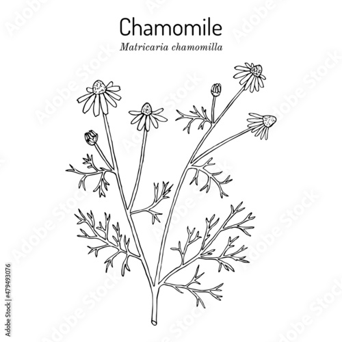 Chamomile or camomile Matricaria chamomilla , medicinal plant photo
