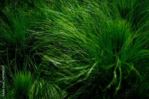 Beautiful pine leaves plant with dark background suitable for nature and landscape wallpaper