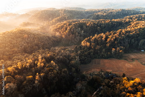 golden morning fog in the forest