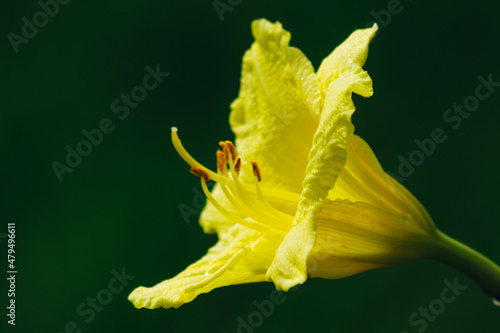 Close-up macro view of beautiful nature yellow alamanda flower with blurry and soft focused background at garden