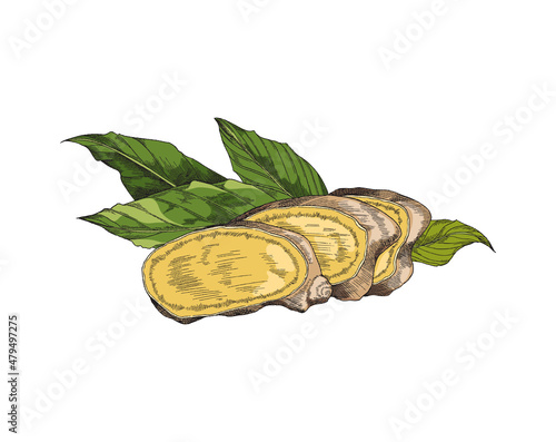 Ginger root sliced with green leafs, sketch vector illustration for herbal tea label or package design. Vintage drawing.