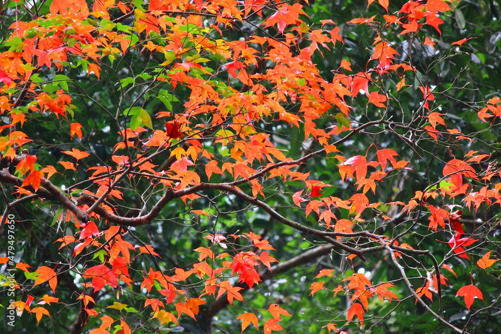 Fototapeta premium red maple leaves pattern abstract nature background