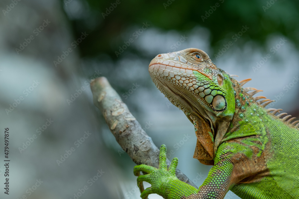 Obraz premium lizard, animal, green lizard with blur background