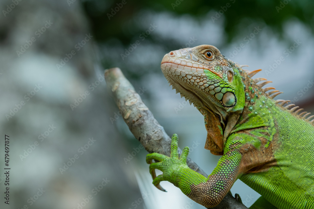 lizard, animal, green lizard with blur background lizard, animal, green lizard with blur background
