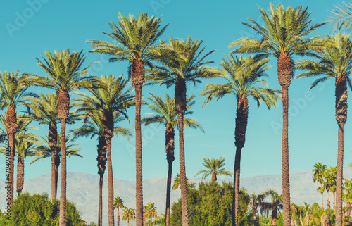 Date Palms of Coachella Valley California