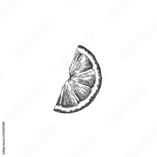 Monochrome lemon slice, vector sketch. Lime slice cut in two, vintage engraved illustration, isolated.