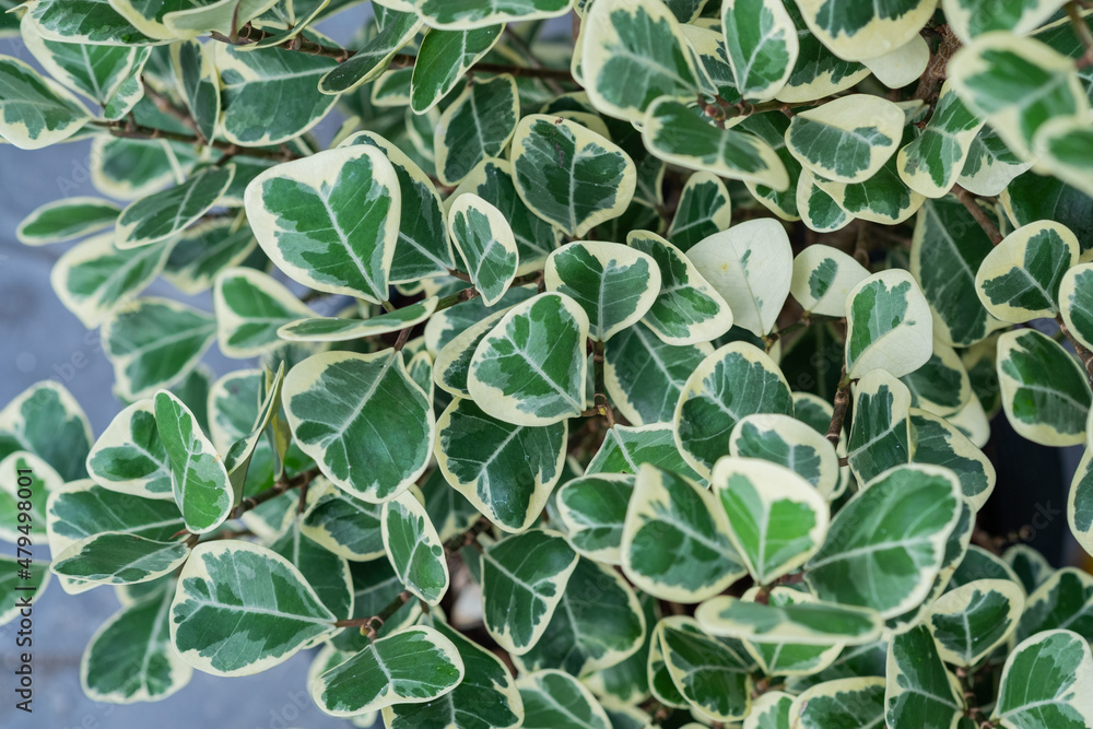 closeup white spotted leaves, green leaf texture closeup white spotted leaves, green leaf texture