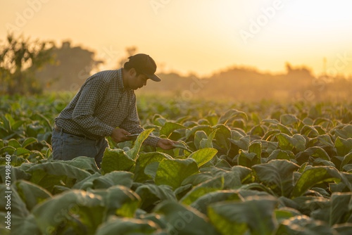 Fotografia A farmer use a tablet to collect tobacco leaf growth data at sunset in a tobacco plantation