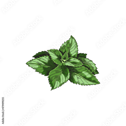 Green mint leaf for tea, vintage vector sketch illustration. Realistic peppermint plant, hand drawn art. Spearmint label