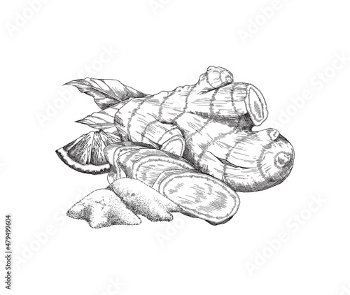 Fresh ginger root and spice powder in hand drawn sketch style, vector illustration isolated on white background.