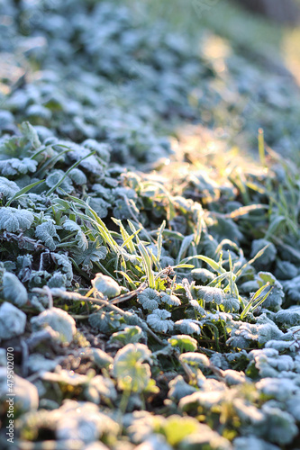 white frost on green grass in the park