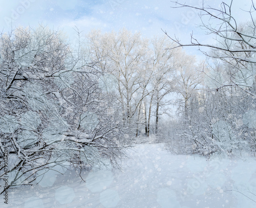 Beautiful frosty landscape. Snow in the forest is blue and bokeh. Beautiful picture