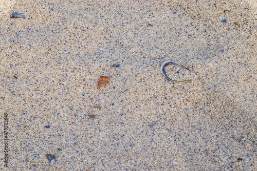 Wallpaper Mural Sandy background with shells at beach Torontodigital.ca