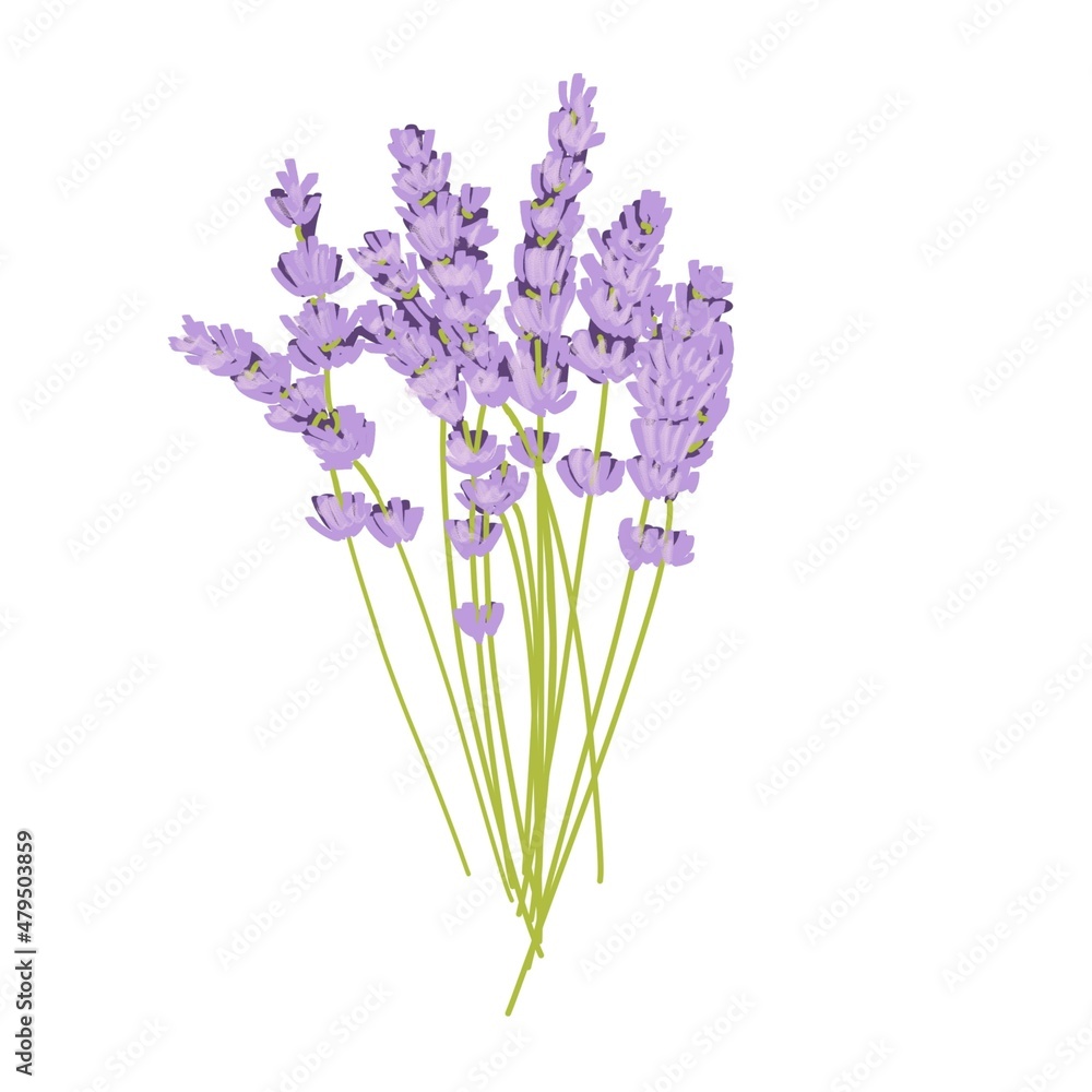 Fototapeta premium Lavender Isolated On A White Background Hand Drawn Illustration 