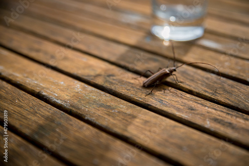Cockroach running on wooden table