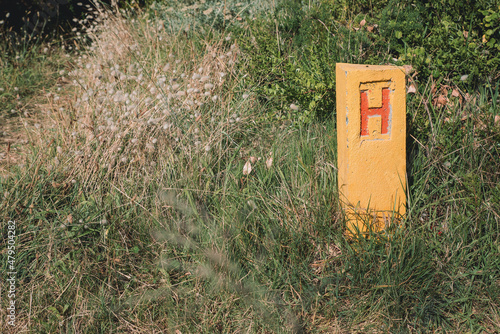 Wallpaper Mural Fire Hydrant in between flowers Torontodigital.ca