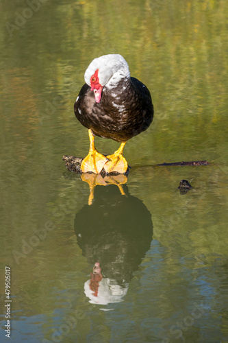 Reflet d'un canard à tête blanche et rouge sur l'eau
