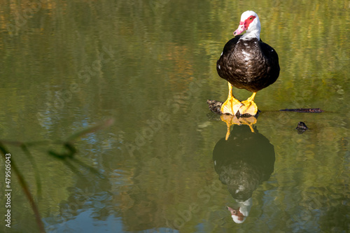 Reflet d'un canard à tête blanche et rouge sur l'eau