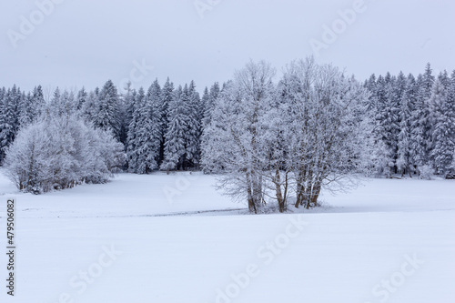 A grove of trees in a field covered with fresh snow. A few trees are in the middle of a field covered with fresh snow. Behind, the pine forest forms a barrier. The fir trees are covered with snow.