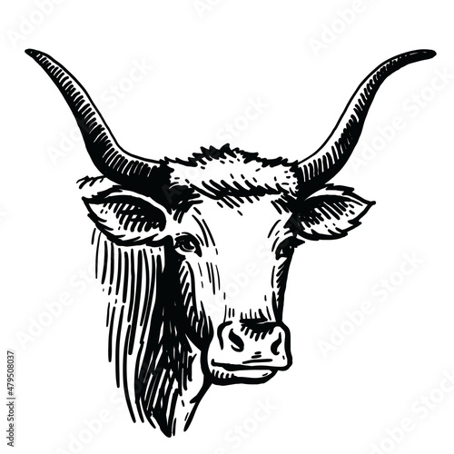 Isolated cow head on white background, vector sketch