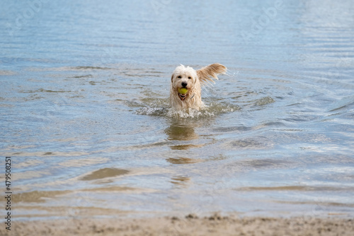 Labradoodle dog runs out of the water with a yellow ball in its mouth. White curly dog in the blue lake. Water droplets leak from its beak and tail